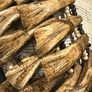 1 Museum Piece Buffalo Teeth Tribal Bib Necklace Rare Necklace Chest Piece Image 4