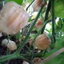 Physalis Seeds Image 4