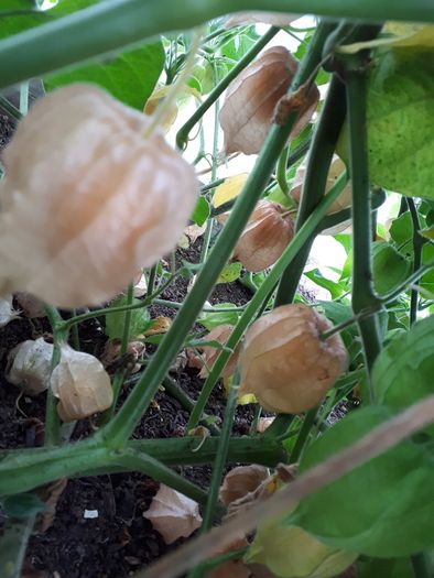 Physalis Seeds
