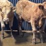 4 top quality suckler bred bull Weanlings for sale Image 3