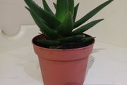 Succulent