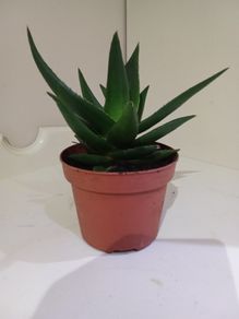 Succulent
