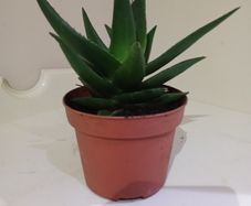 Succulent