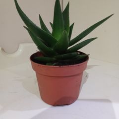 Succulent