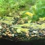 6 species Aquarium plants Image 3