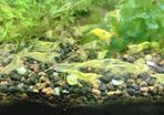 6 species Aquarium plants
