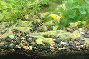 6 species Aquarium plants