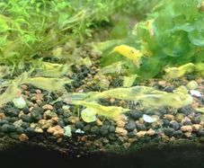 6 species Aquarium plants