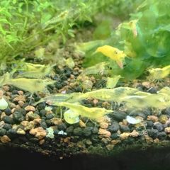 6 species Aquarium plants