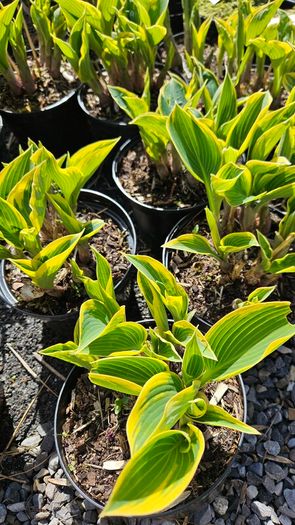 Plants, Flowering Shrubs, Grasses