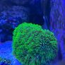 Marine Soft Corals Image 4