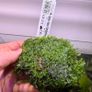 Aquarium Moss' on Lava Stone Image 2