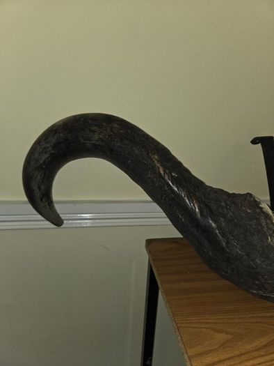 African Water Buffalo Horns