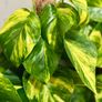 Epipremnum Golden Pothos with mosspole in 19cm pot and 80cm in height Image 4