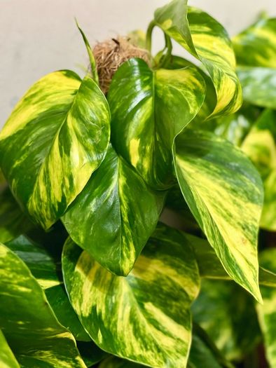 Epipremnum Golden Pothos with mosspole in 19cm pot and 80cm in height