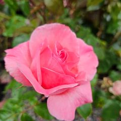 David Austin Roses