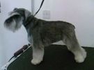 Dog grooming Blackrock Image 4