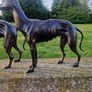 Pair of greyhounds Image 5