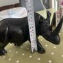 Carved African Rhino Image 4