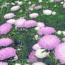 (A) China Aster Silber Turm seeds 0,5g (414192) Image 2