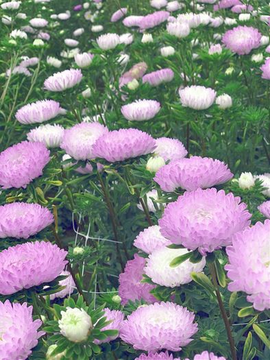 (A) China Aster Silber Turm seeds 0,5g (414192)
