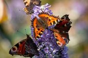 Butterfly Bushes, Buddlei