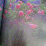 New Geoff Hamiltond year in your garden book Image 7