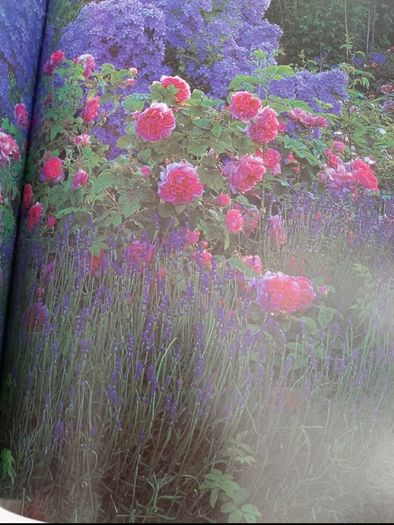 New Geoff Hamiltond year in your garden book