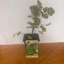 Herb Plants Image 2