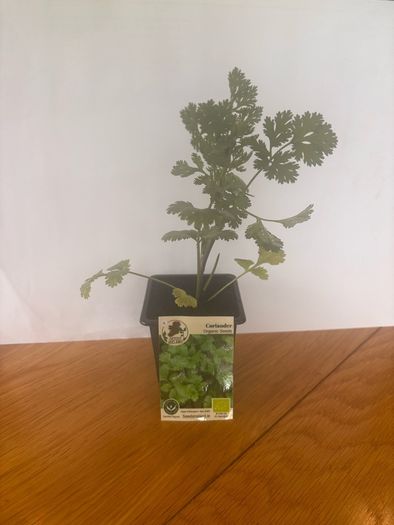 Herb Plants