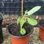 Cabbage plants Image 2
