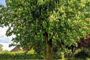 Hazelnut Tree