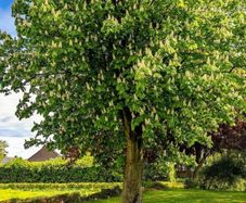 Hazelnut Tree