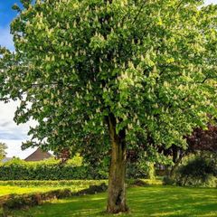 Hazelnut Tree