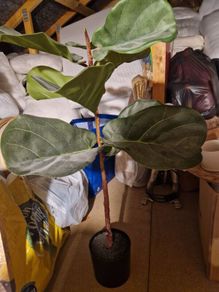 Artificial plant