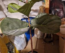 Artificial plant