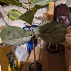Artificial plant