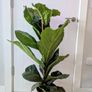 Fiddle leaf Fig Plant Image 5