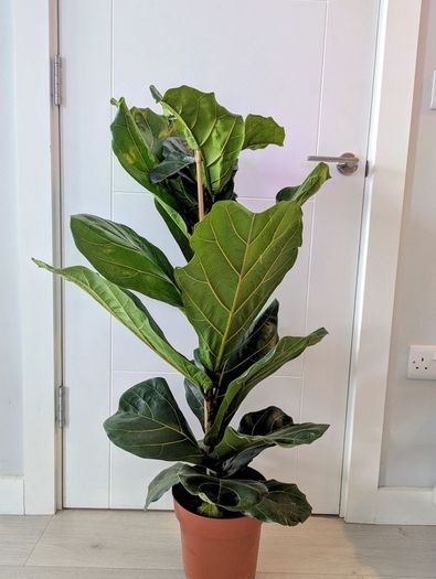 Fiddle leaf Fig Plant