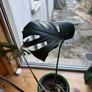 Monstera and pot Image 3