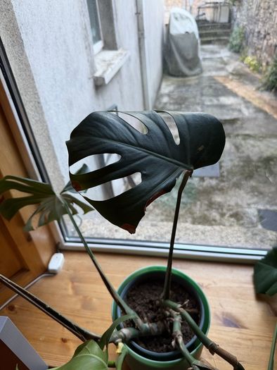 Monstera and pot
