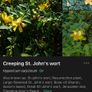 Creeping St. John's Wort (shrub) Image 3