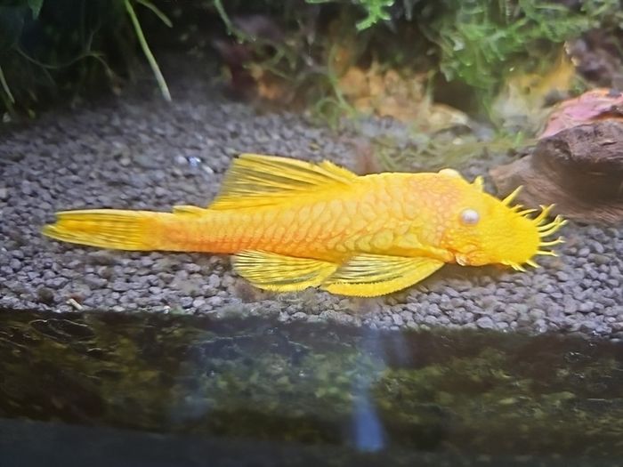Baby Bristlenose lemon pleco