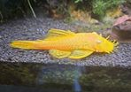Baby Bristlenose lemon pleco