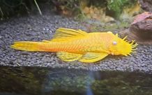 Baby Bristlenose lemon pleco