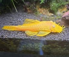 Baby Bristlenose lemon pleco