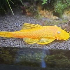 Baby Bristlenose lemon pleco