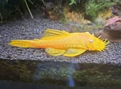 Baby Bristlenose lemon pleco