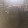 3 yearlings Image 5