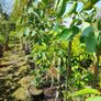 Large Potted Trees 8 to 12 feet tall Image 6